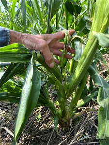 PD1-ROLL-corn-injury