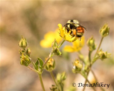 Colorado Black-notched Bumble Bee, Bombus birfarius photo