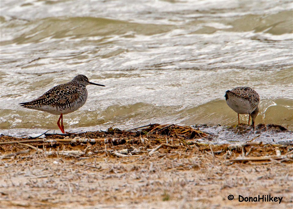 GreaterYellowlegs-16april2019-RBLAKES