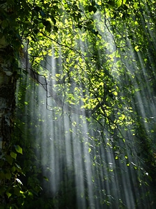 Sun beams pour through trees in foggy forest photo