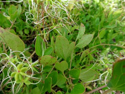 Clematis flammula L., 1753