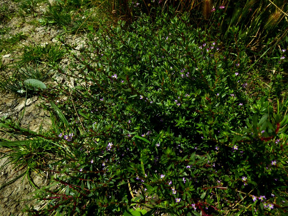 Lythrum tribracteatum Salzm. ex Spreng., 1827