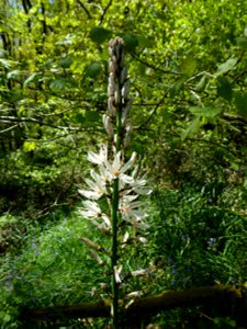 Asphodelus albus Mill., 1768