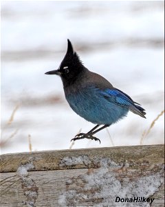 Steller's Jay photo