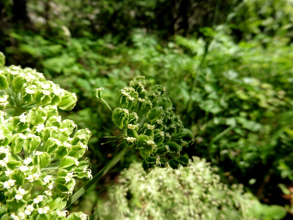 Molopospermum peloponnesiacum (L.) W.D.J.Koch, 1824
