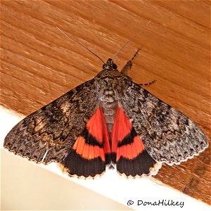 Joined Underwing Moth photo