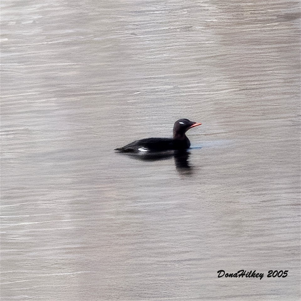 White-winged Scoter
