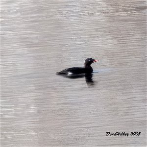 White-winged Scoter