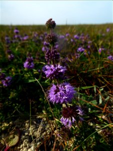 Mentha pulegium L., 1753