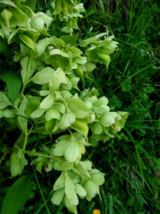 Helleborus foetidus L., 1753