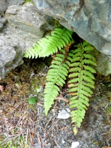 Polystichum lonchitis (L.) Roth, 1799