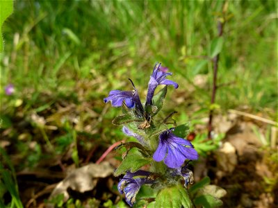 Ajuga genevensis L., 1753 photo