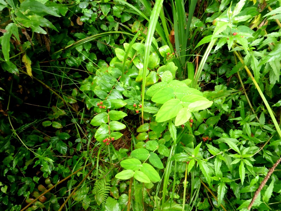 Hypericum androsaemum L., 1753