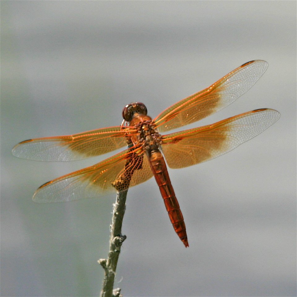 Flame Skimmer
