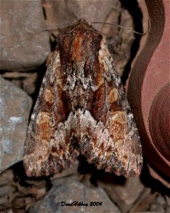 Yellow-headed Cutworm Moth  9july2004 AL