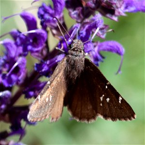 Northern Cloudywing