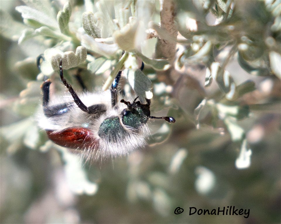 Paracotalpa granicollis