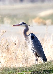 Great Blue Heron