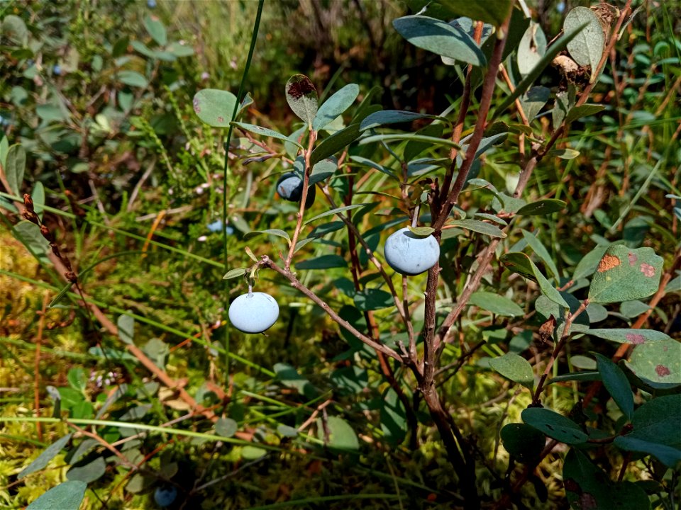 Blueberry