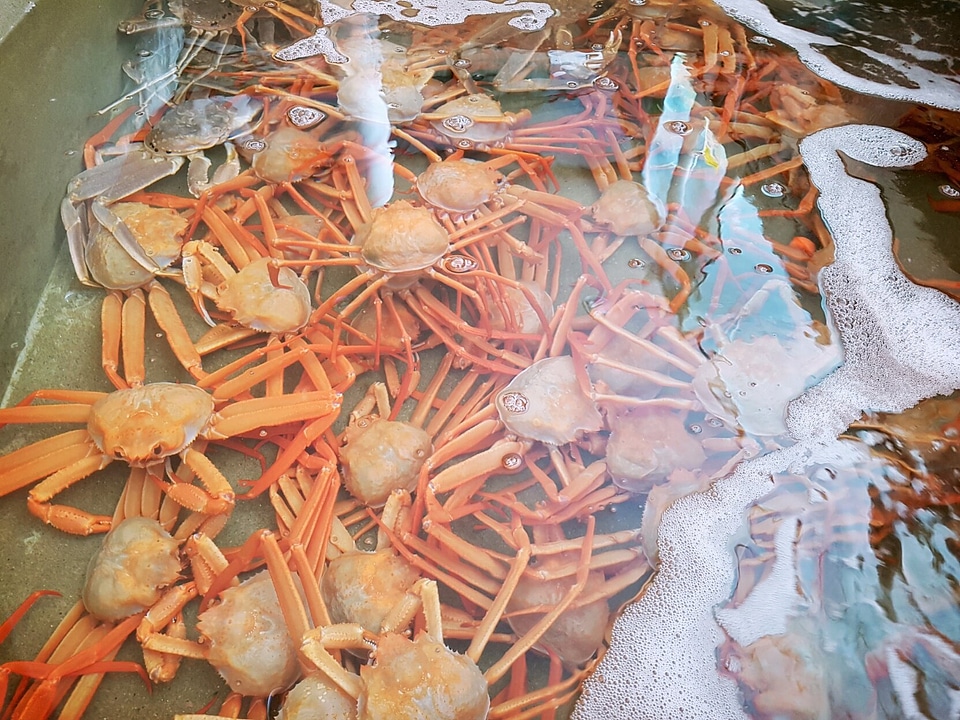 Large red king crab