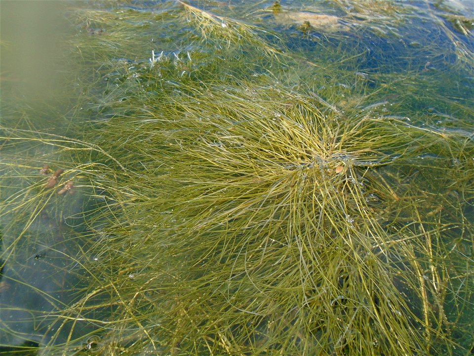 Stuckenia pectinata (L.) Börner, 1912