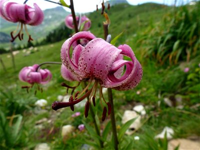 Lilium martagon L., 1753