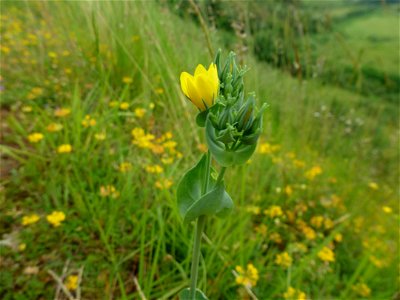 Blackstonia perfoliata (L.) Huds., 1762
