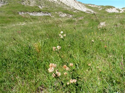 Trifolium montanum L., 1753