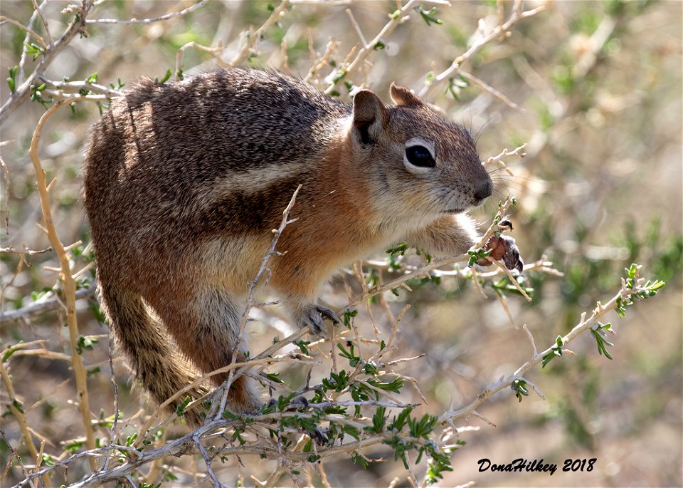 Golden Mantled Squirrel