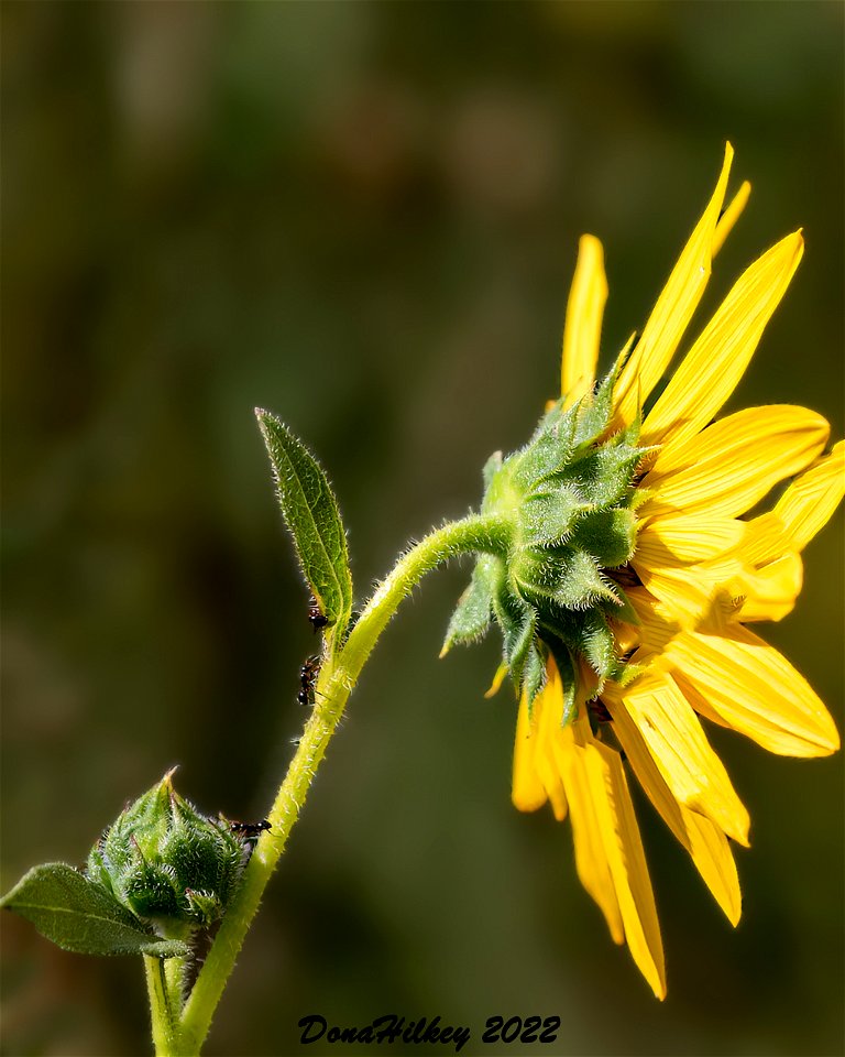 Prairie Sunflower