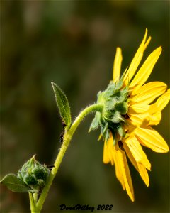 Prairie Sunflower