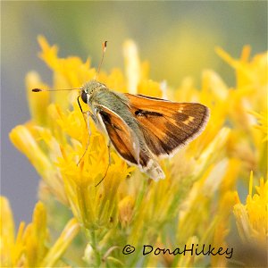 Hesperia sp  Branded Skipper-male----15-aug2018-home-2