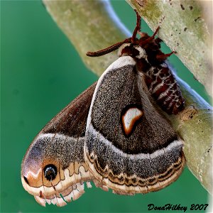 Glover's Silkmoth photo