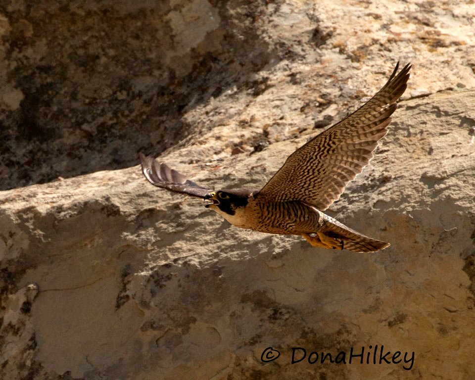 Peregring Falcon