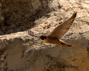 Peregring Falcon photo