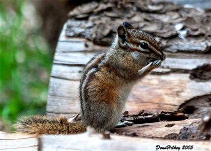 Least Chipmunk