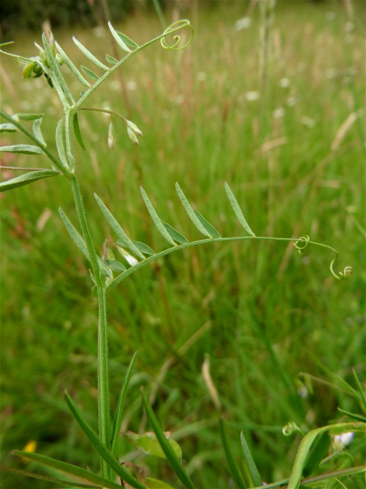 Ervum gracile (Loisel.) DC., 1813