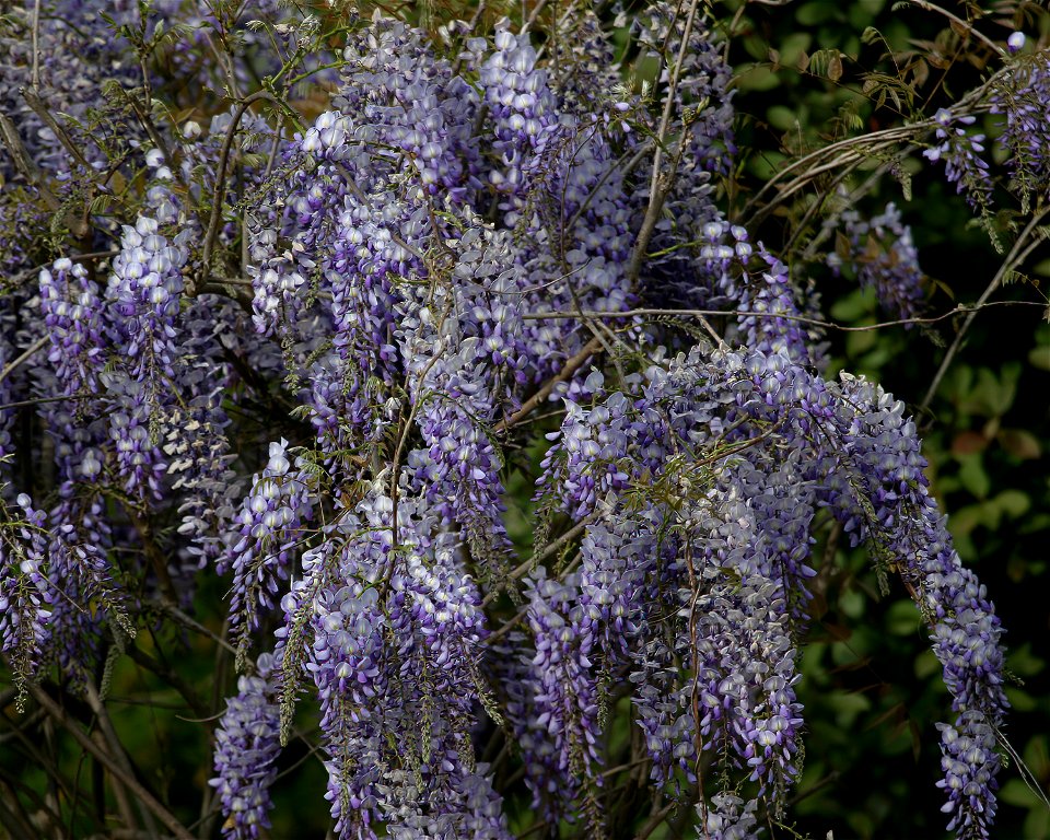Wisteria