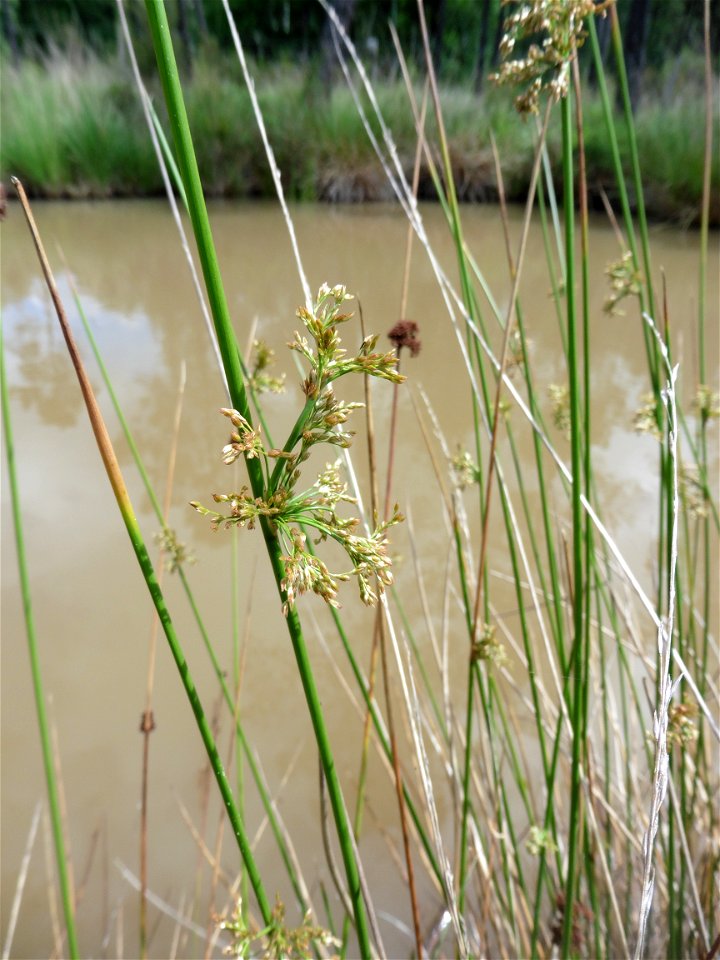 Juncus effusus L., 1753