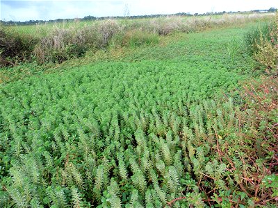 Myriophyllum aquaticum (Vell.) Verdc., 1973