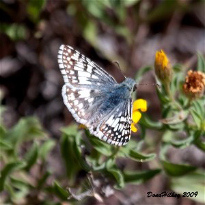 Common Checkerd Skipper