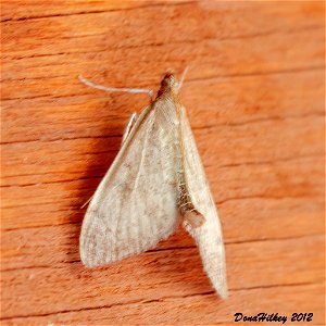 Crambid Snout Moths