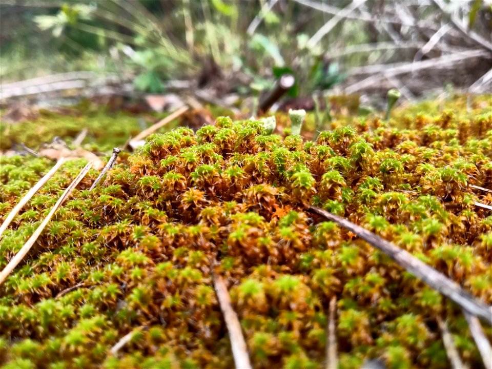 Lichen