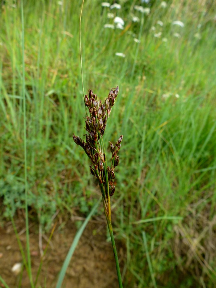 Juncus gerardi Loisel., 1809
