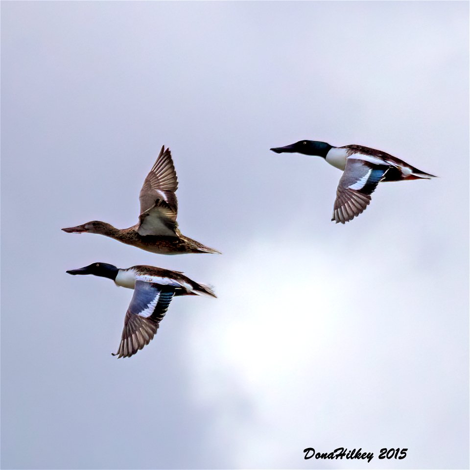 Northern Shovelers