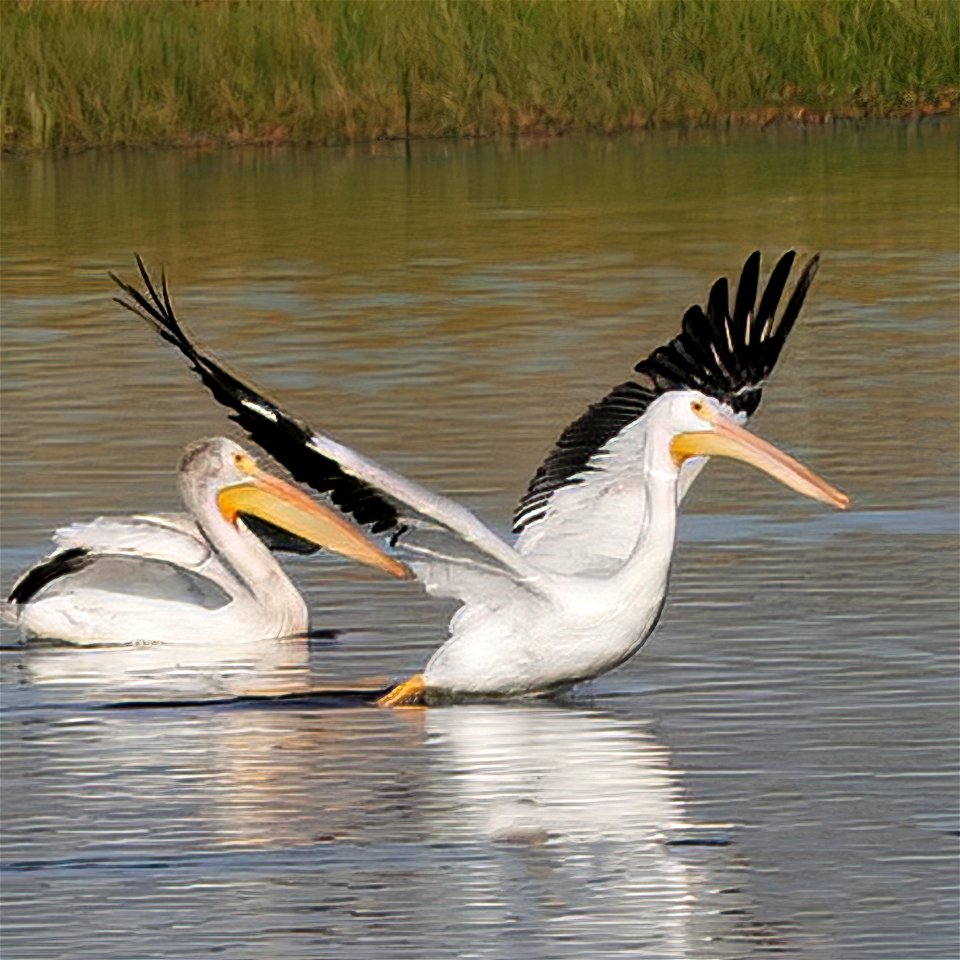 American White Pelican