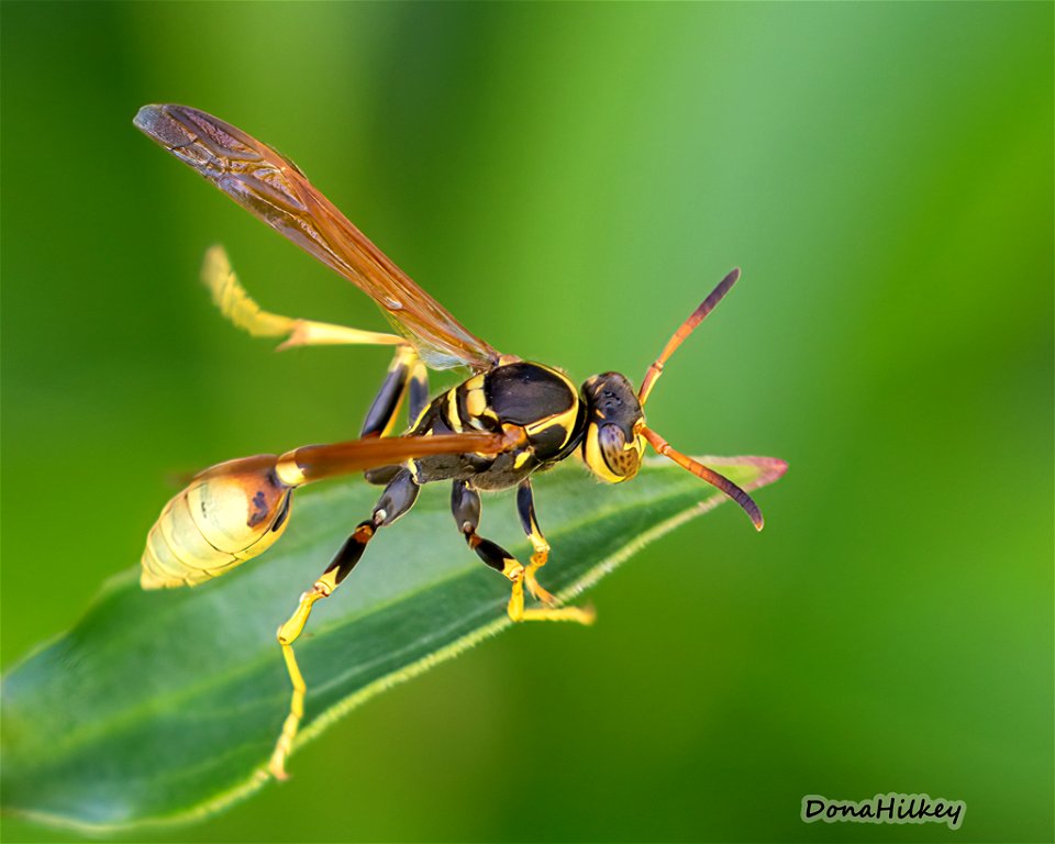 Western Paper Wasp