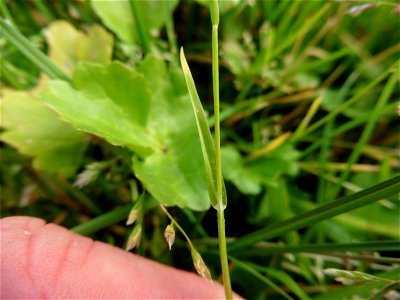 Poa annua L., 1753