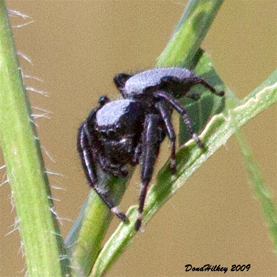 Phidippus octopunctatus