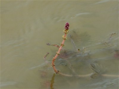 Myriophyllum spicatum L., 1753